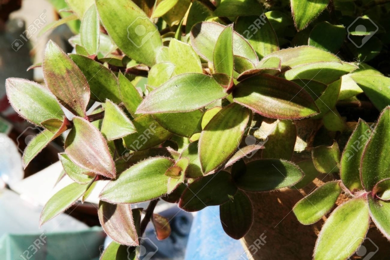 Традесканция восковницевидная блоссфельда