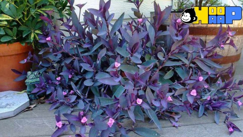 Традесканция сеткреазия