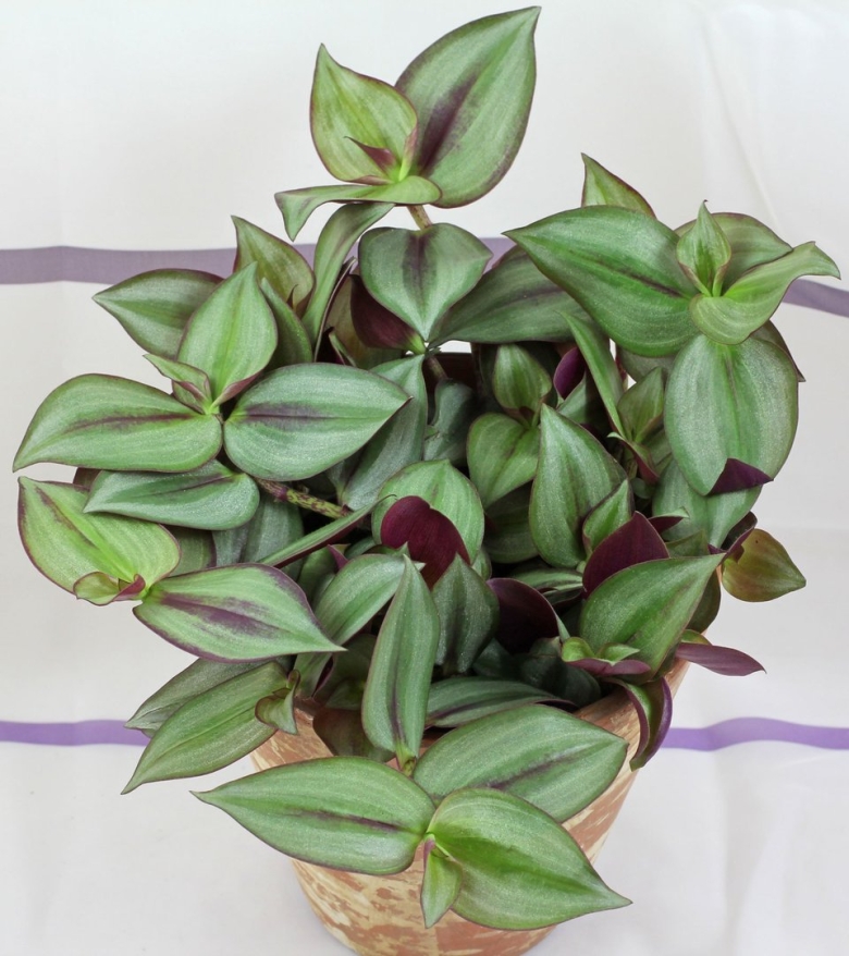 Традесканция зебрина зеленая