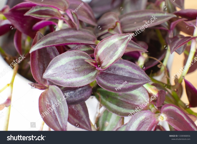 Зебрина Пурпуза