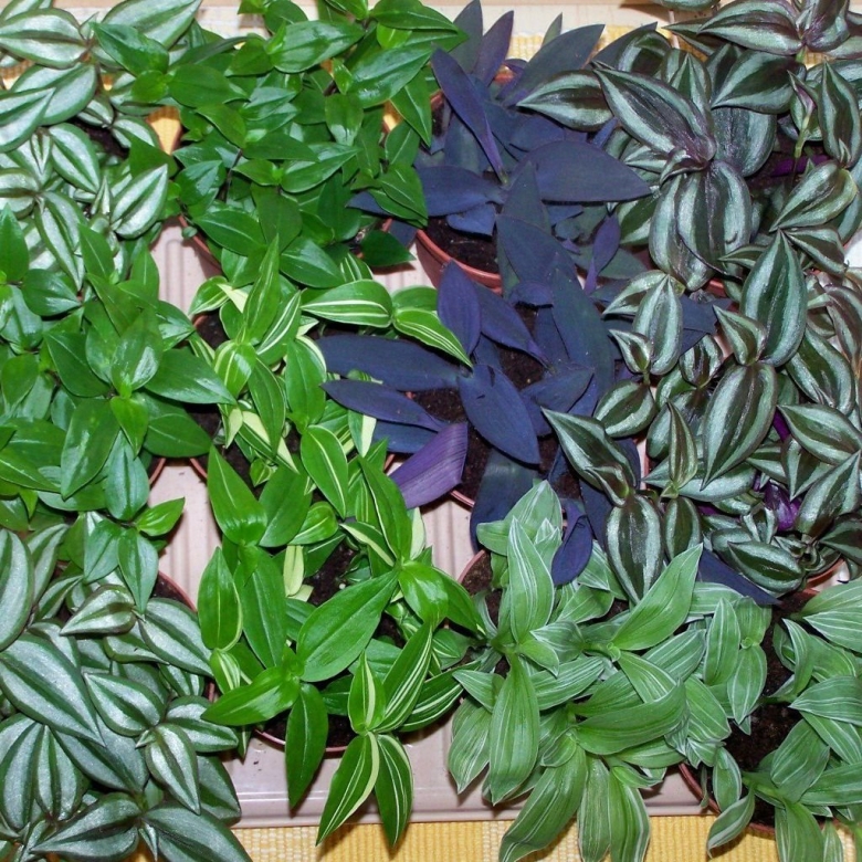 Традесканция альба