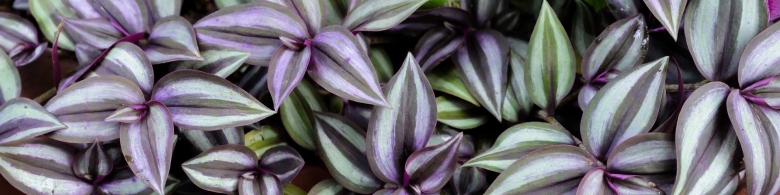 Традесканция Церулеа плена