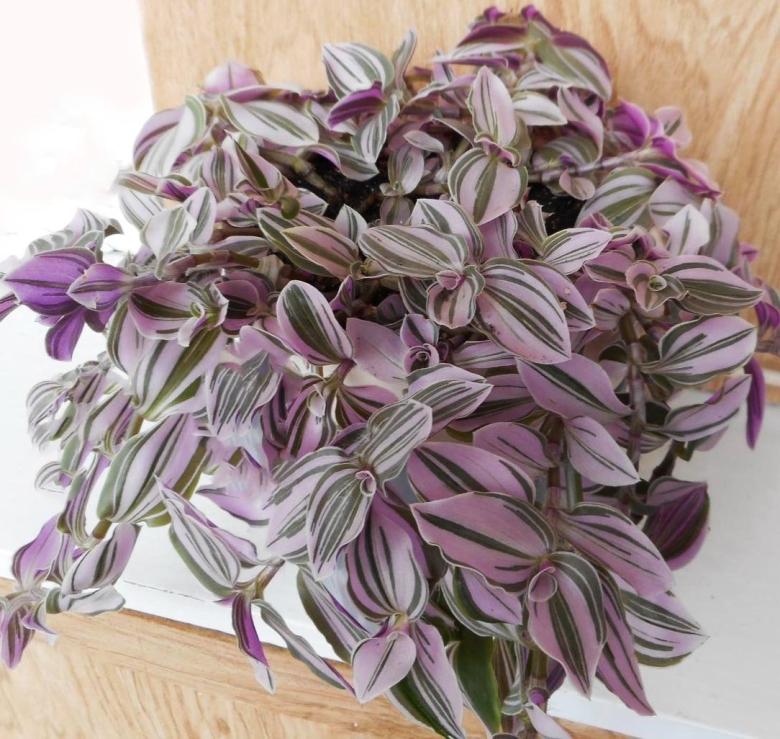 Зебрина традесканция