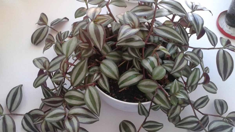 Традесканция зебрина квадриколор