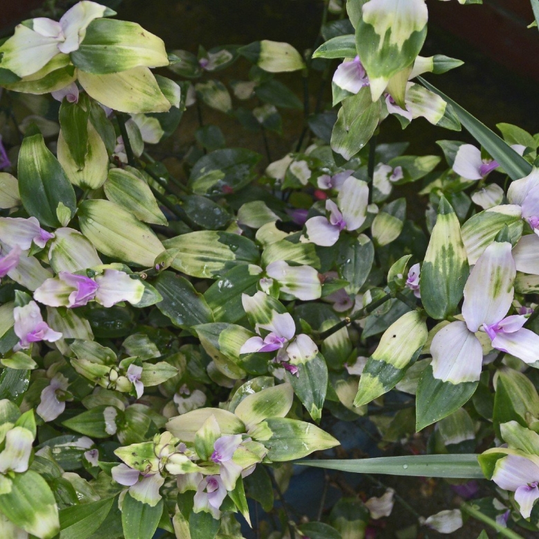 Традесканция blushing bride