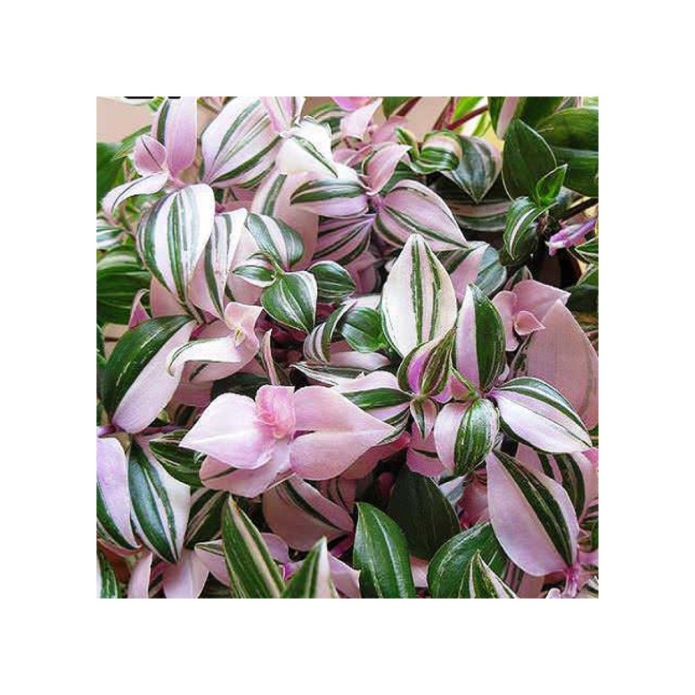 Традесканция белоцветковая и зебрина