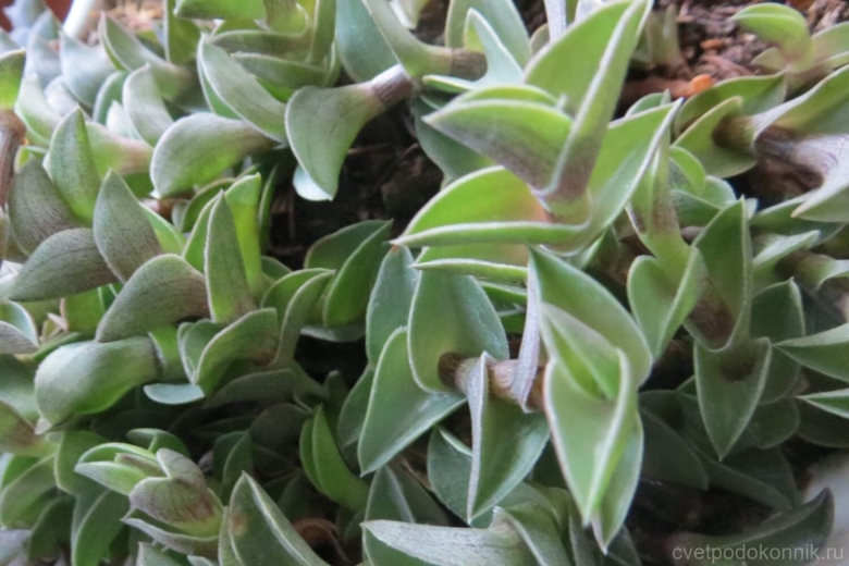 Традесканция навикулярис