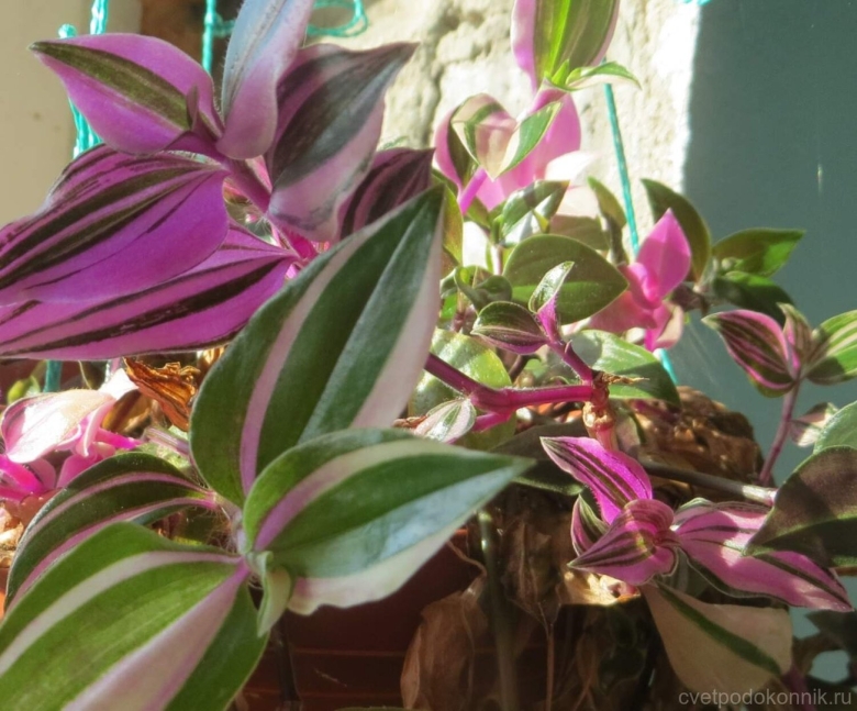 Традесканция Приречная Флуминенсис