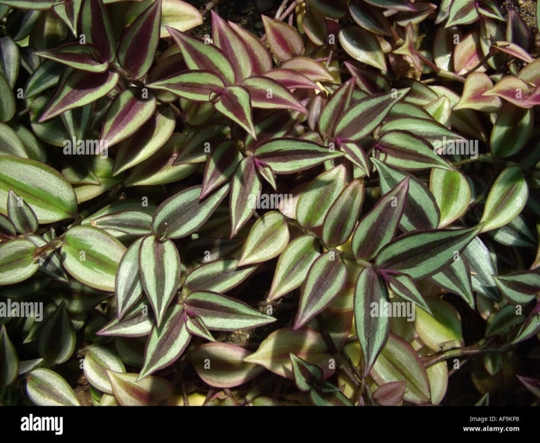 Зебрина квадриколор