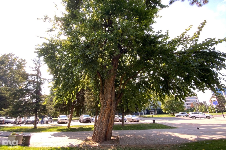 Платан Краснодар дерево