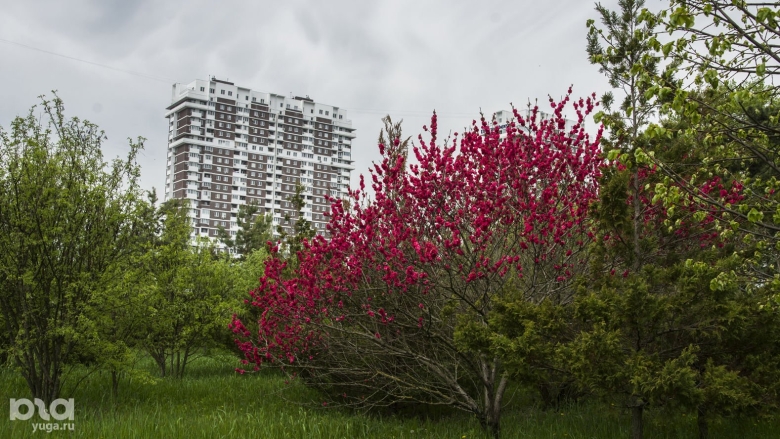 Деревья на улице Ставропольской Краснодар церциссы