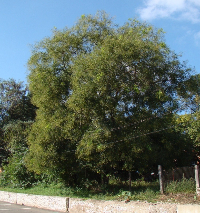 Белолиственница дерево Краснодарский