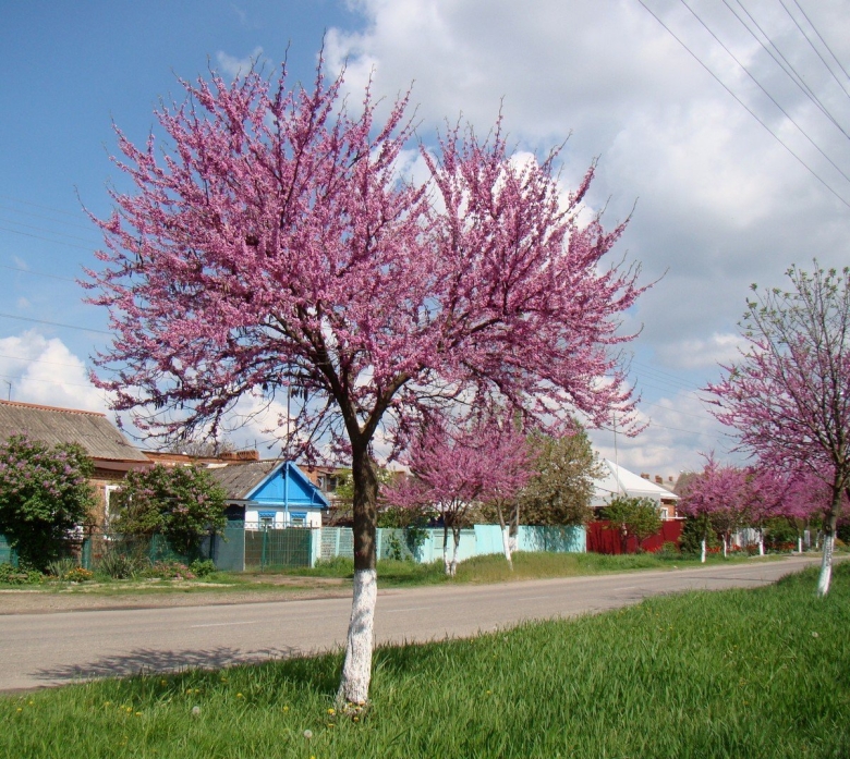 Дерево цветет розовыми цветами