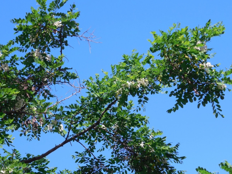 Акация Узбекистан