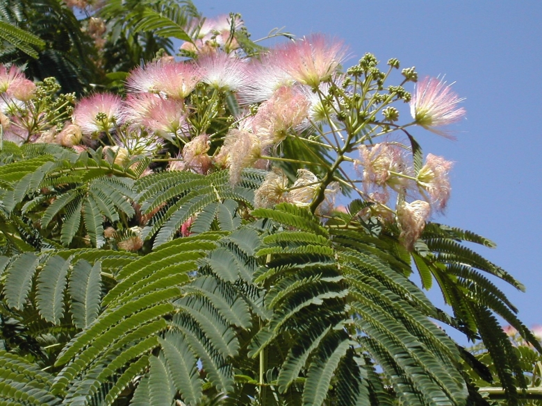 Южная Акация Альбиция