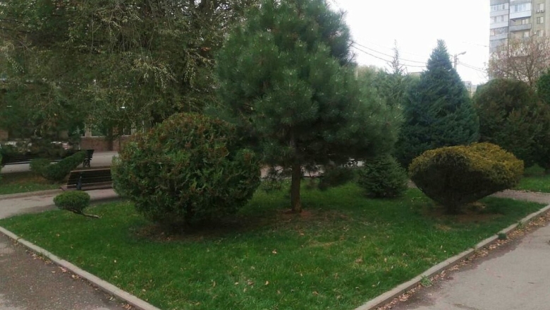 Деревья в краснодаре