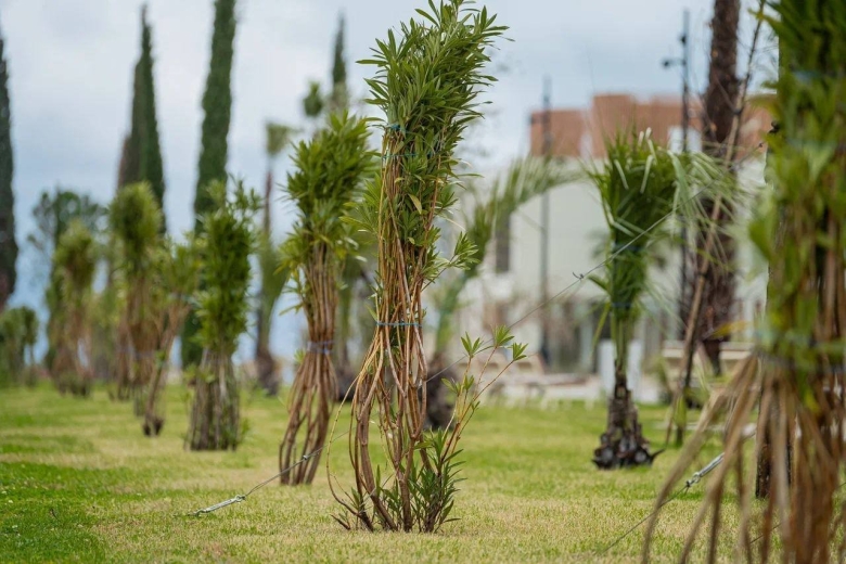 Ива плетеная датские корни