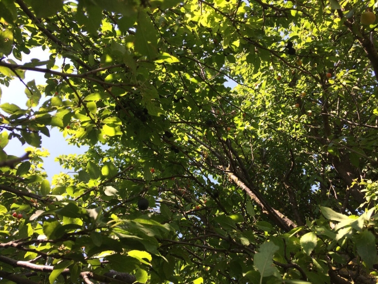 Плодовые деревья Кубани