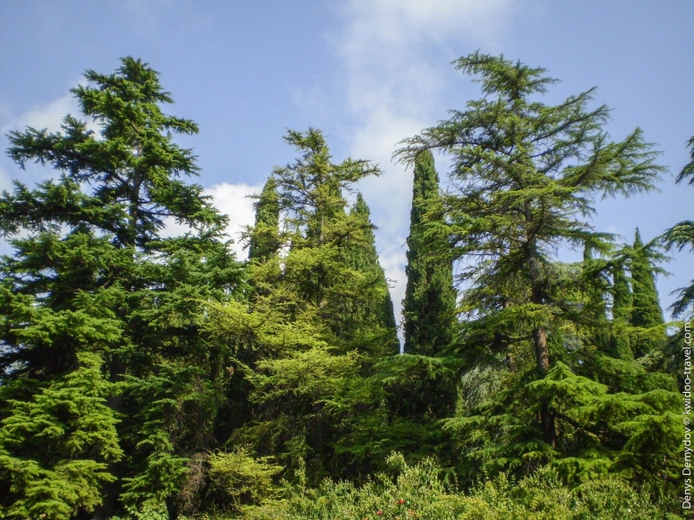 Деревья Краснодарского края