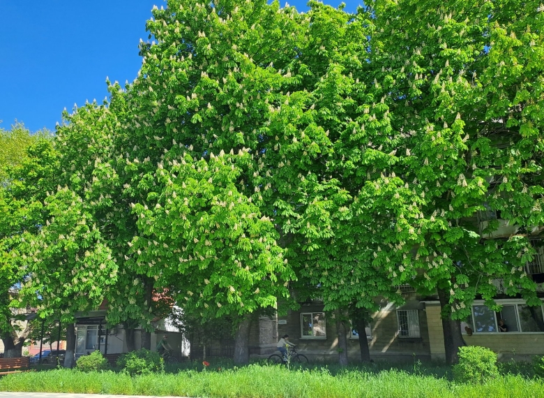 Деревья Краснодарского края