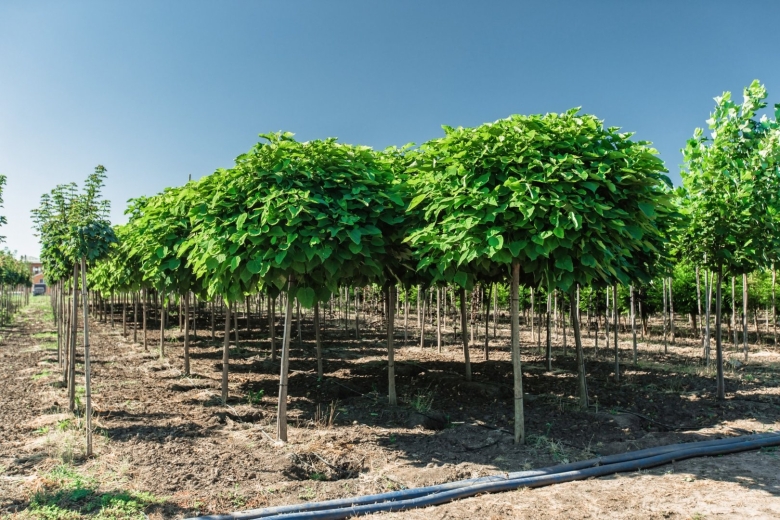 Акация саженцы крупномеры