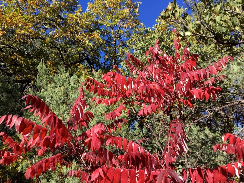 Сумах оленерогий rhus typhina