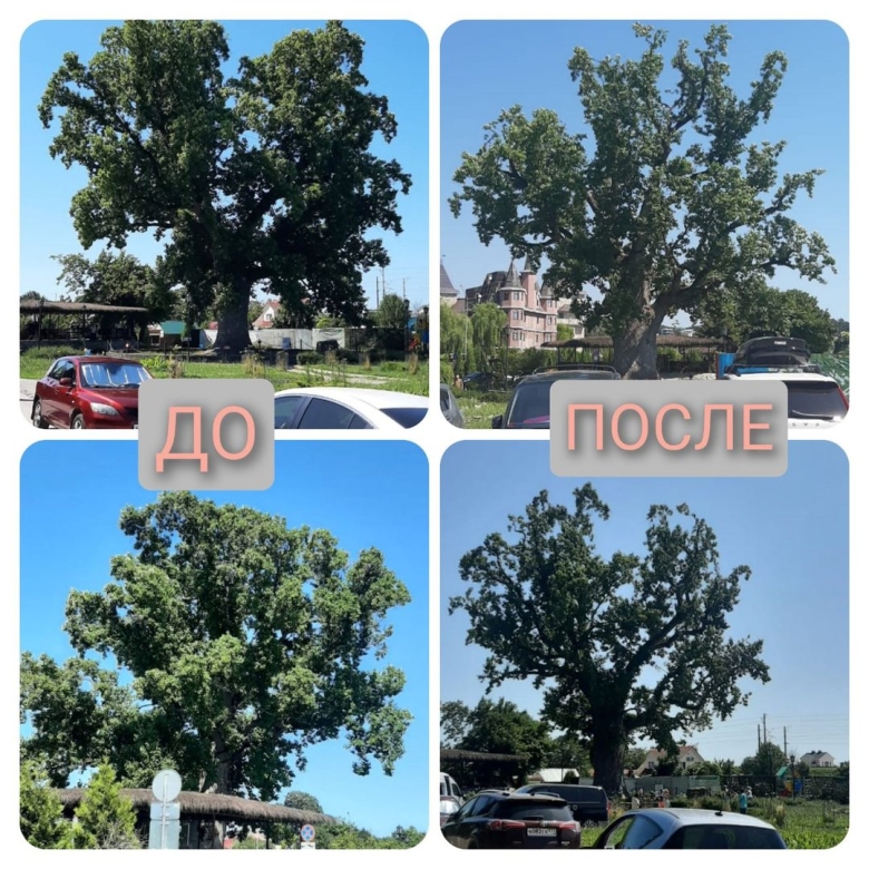 Деревья Краснодарского края