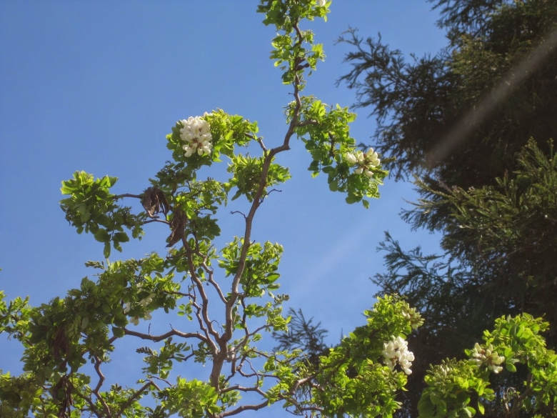 Робиния псевдоакация Тортуоза
