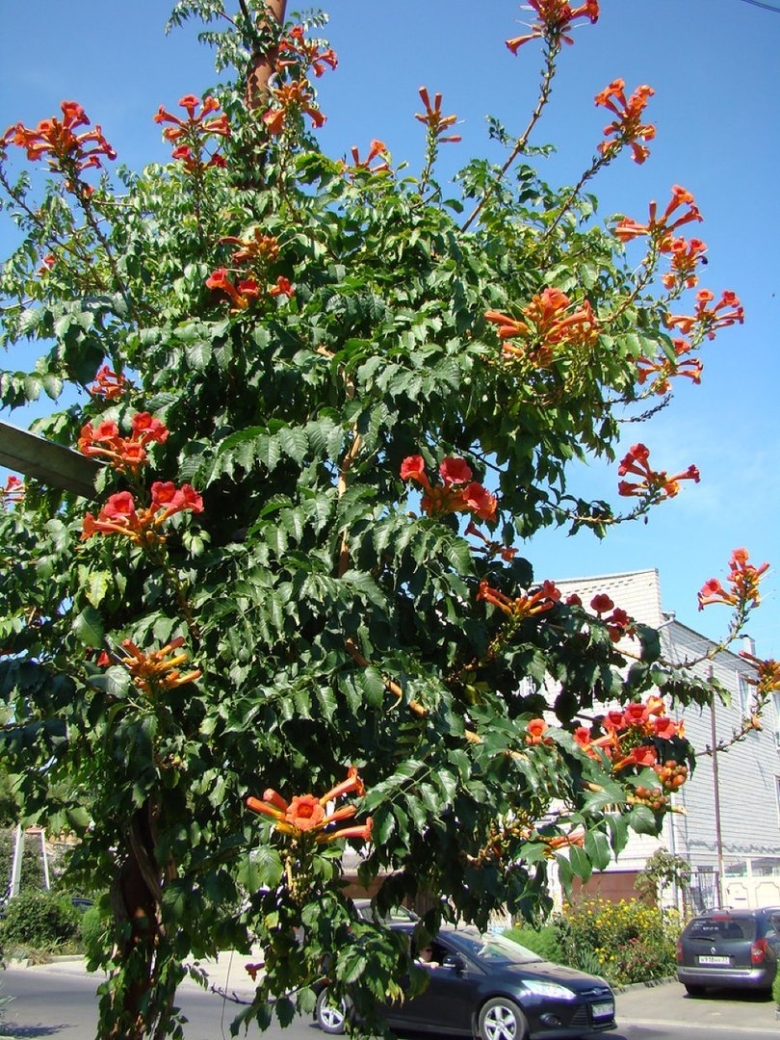 Анапская Акация