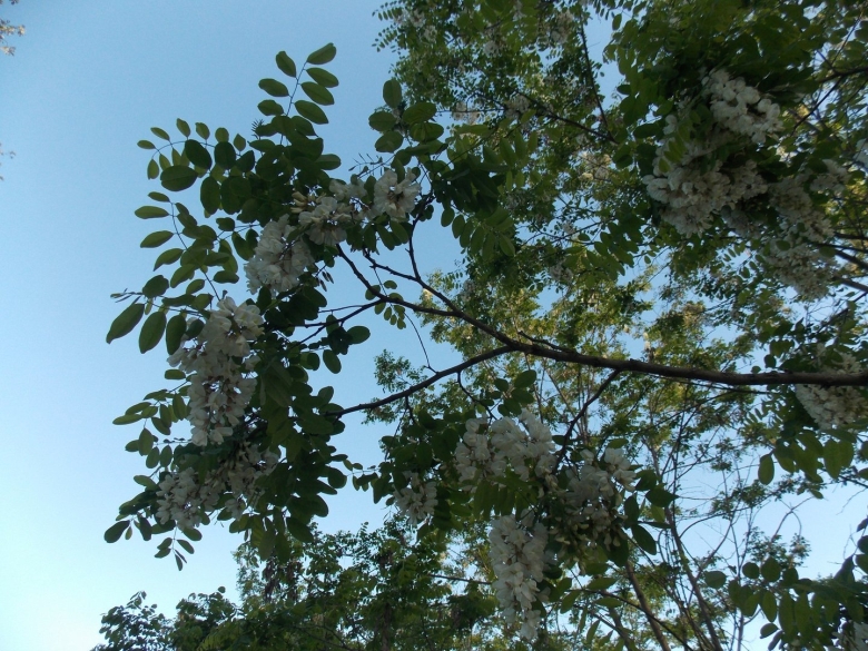 Цветение акации в Краснодарском крае