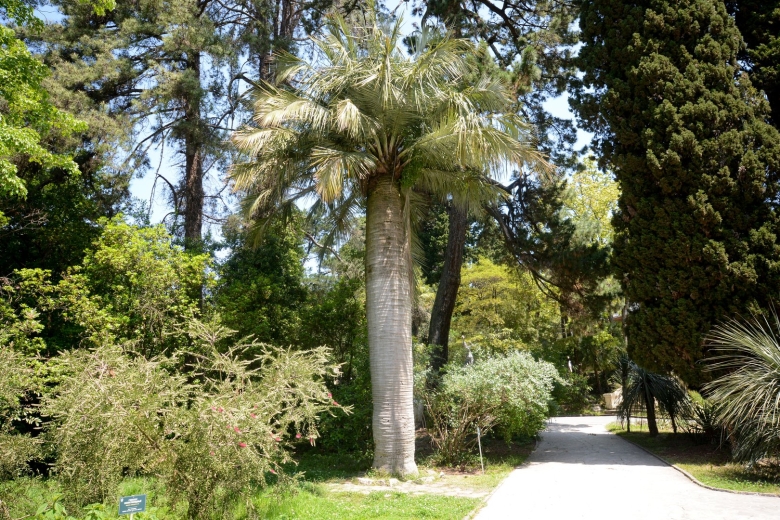 Белолиственница дерево Краснодарский