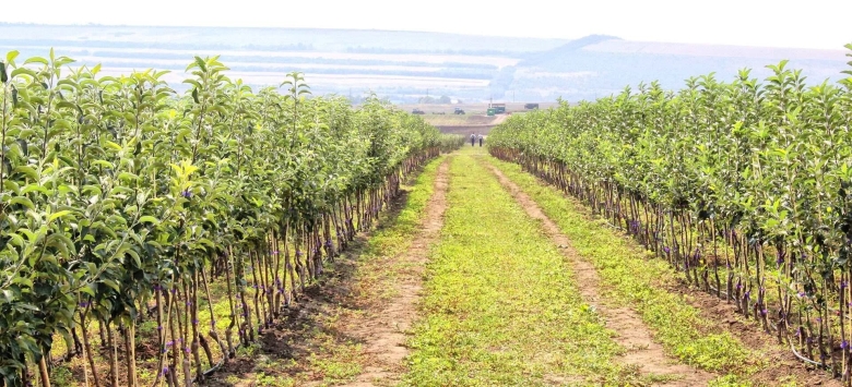 Плодопитомник яблони