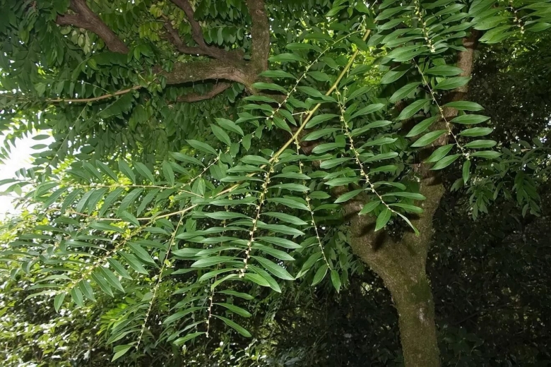 Айлант дерево