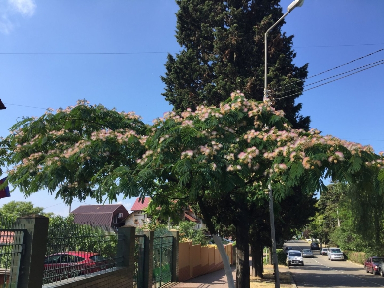 Альбиция ленкоранская Акация