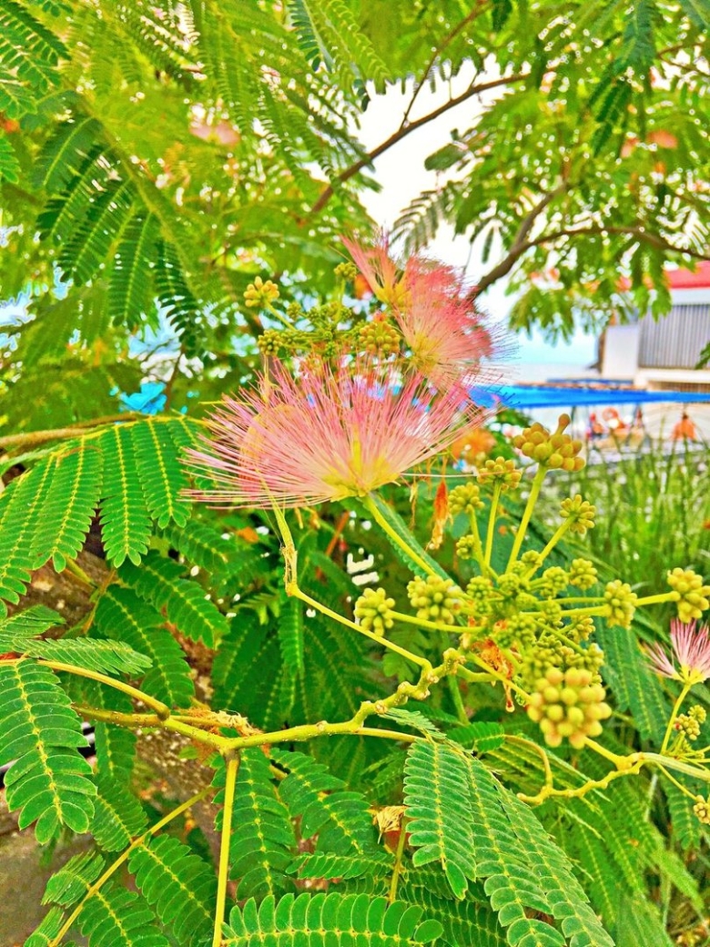 Альбиция шелковая