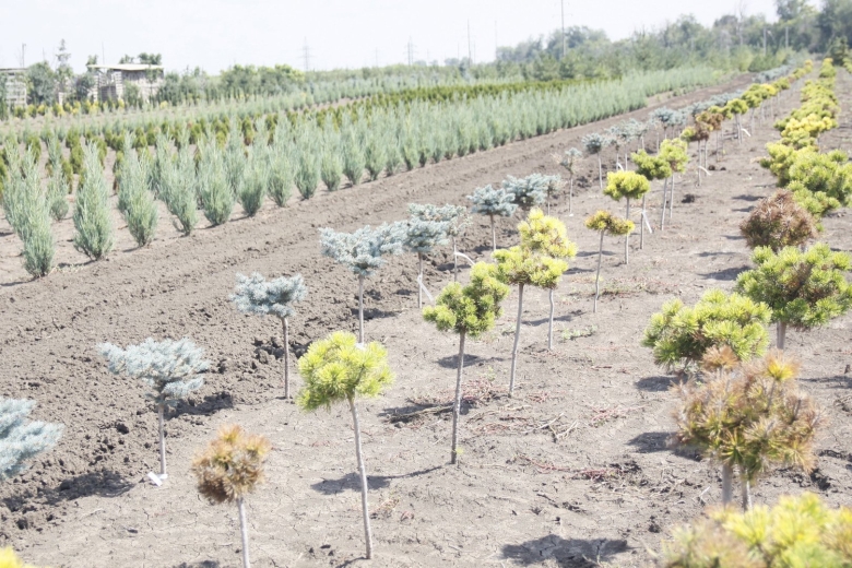 Ильский питомник декоративных растений