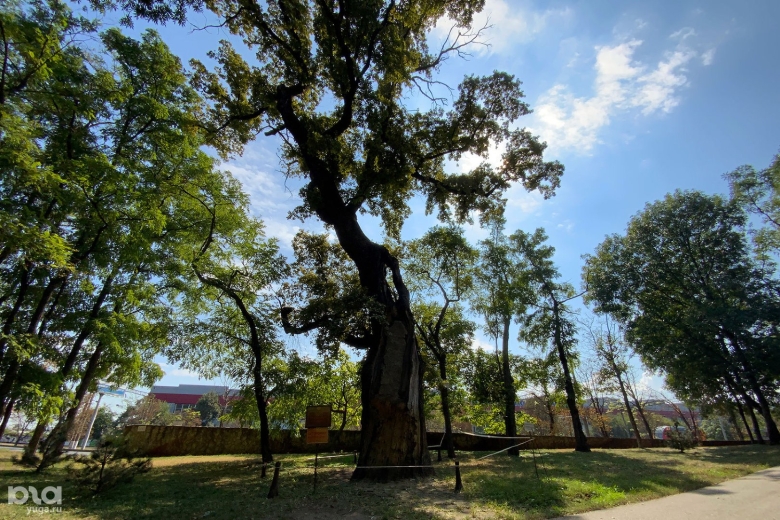 Парк горького краснодар дуб