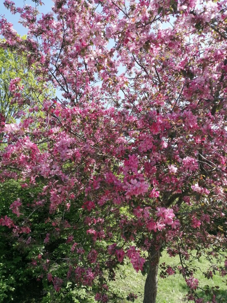 Деревья Краснодарского края