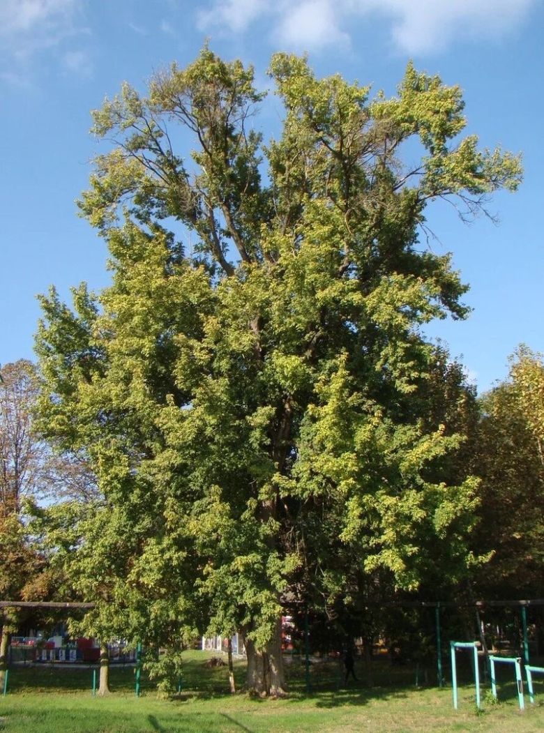 Tilia platyphyllos