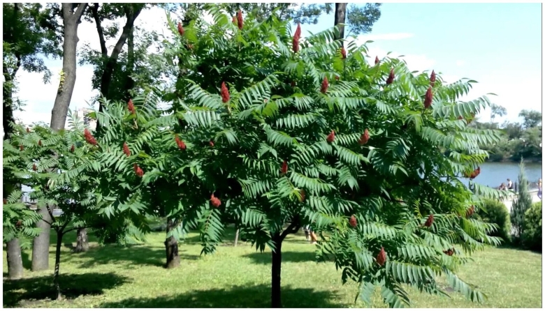 Сумах пушистый оленерогий уксусное дерево