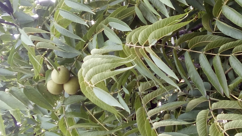 Южные деревья Краснодарского