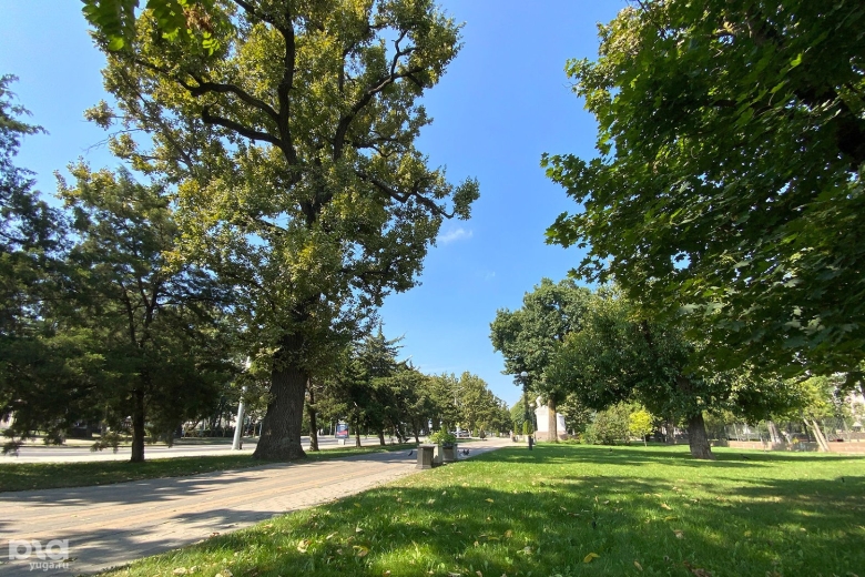 Самое старое дерево в Краснодарском крае