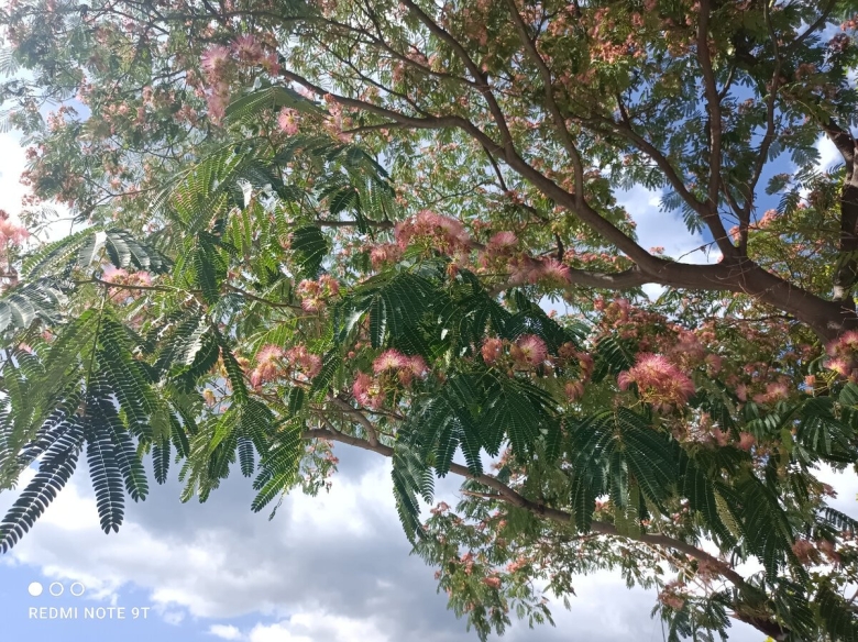 Альбиция ленкоранская плоды