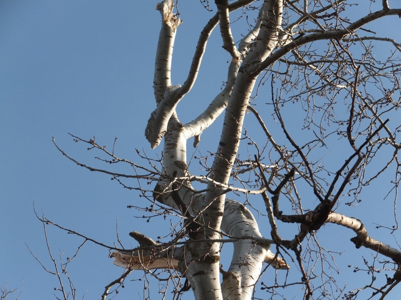 Тополь белый ствол