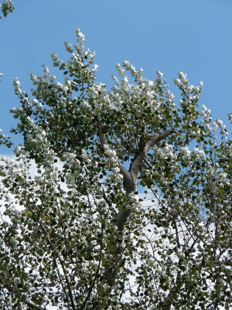 Populus Alba Тополь белый листья