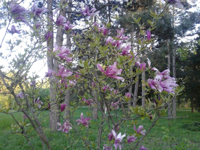 Южные деревья Краснодарского края