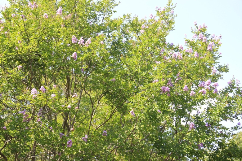 Лагерстремия Сочи