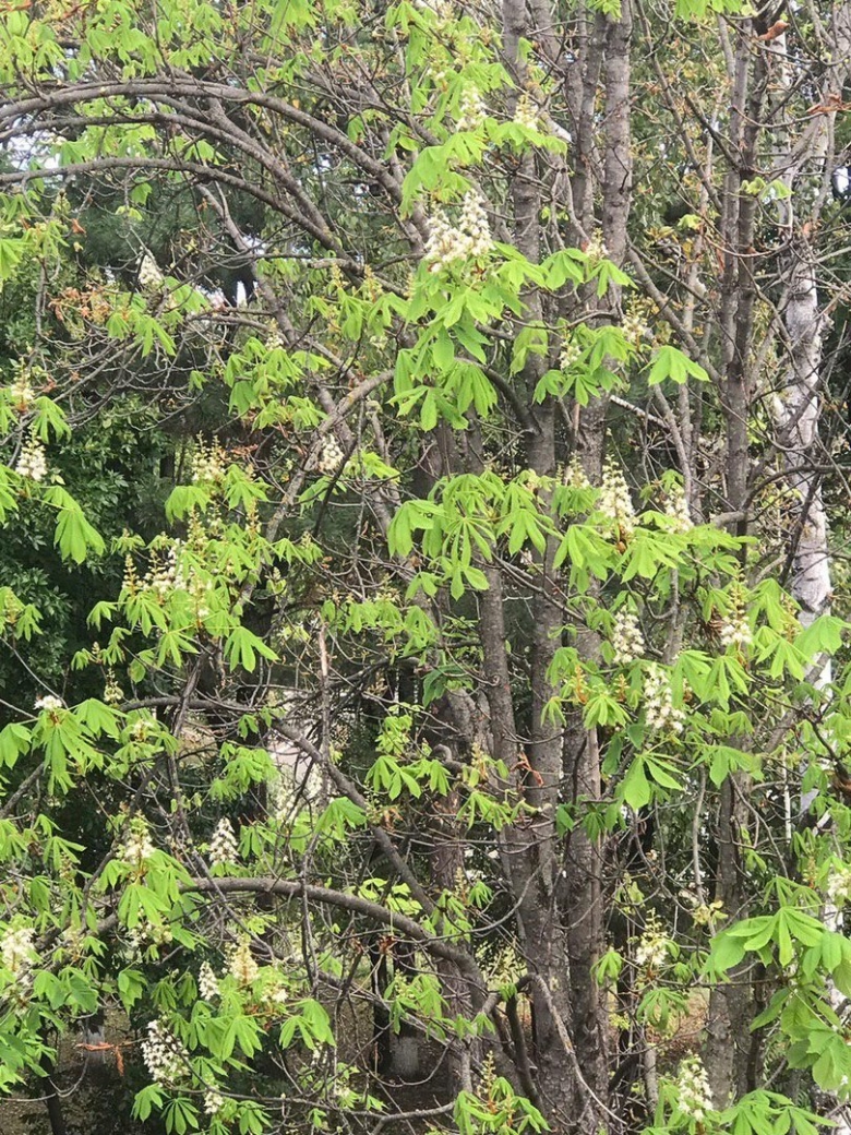 Деревья Краснодарского края