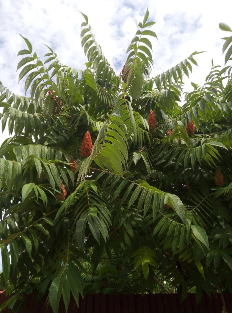 Сумах оленерогий уксусное дерево