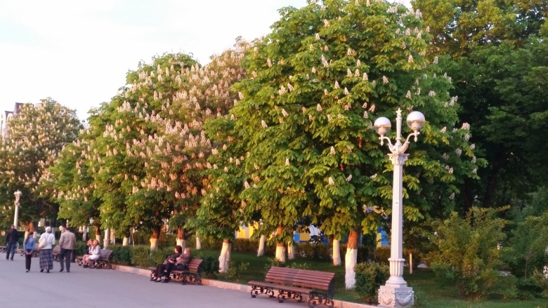 Новороссийск аллея каштанов